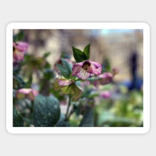 Hellebores Sticker